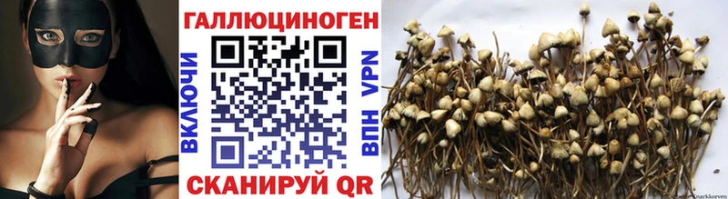 Купить закладки  Всеволожск  Псилоцибиновые грибы Psilocybe 